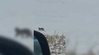 野生のオオヤマネコが雪中散策　黒竜江省