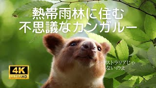 熱帯雨林に住むカンガルー　セスジキノボリカンガルー　タニちゃん　ズーラシア【４K】