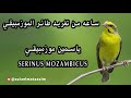 ساعه من تغريد الياسمين الموزمبيقي serinus mozambicus