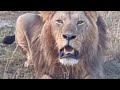 Lion calling his lioness, Masai Mara National Park, Kenya