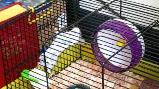Hamster Escape!