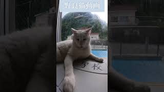 あの凶暴猫のカリン様 連続猫パンチとっても機嫌が悪い straycats 野良猫 #shorts