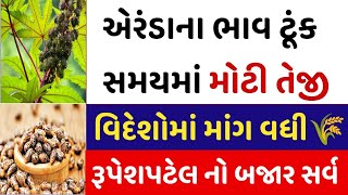 Arenda na bhav |24-12-2024 |એરંડા નાં ભાવ:2024 | information about arenda price| coster price trade