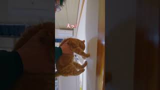 TikTok trend Cat challenge炎　#壁チャレンジ　壁に手をつけれたら賢いらしい