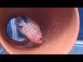 beautiful color flowerhorn fish aquarium