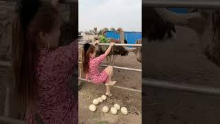 #怎样挑选优质的鸵鸟苗公母 #新鲜鸵鸟蛋一枚三斤多重  #ostrich #funny