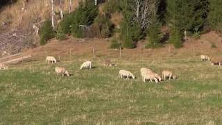 The Sheeps Only Listen to their Shepherd Voice