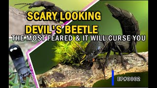 Why Will it Curse You? -  Scary Looking Devil's Coach Horse Beetle | 03:42 minutes