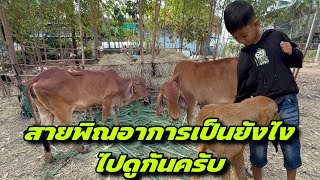 สายพิณอาการเป็นยังไงไปดูกันครับ