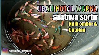 SORTIR ANAKAN IKAN CUPANG-SAATNYA MASUK EMBER \u0026 BOTOLAN