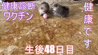 【ポメラニアン】ふうかちゃんの赤ちゃんの生後48日目！【出産・子育て】