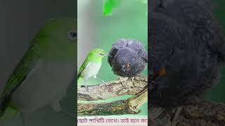 ছোট মা পাখি #facts #birds #maa