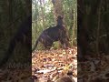 extraordinary melanistic tiger in the wilds of india.