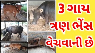 3 ગાય અને ત્રણ ભેંસો વેચવાની છે // 45,000 હજારના ભાવથી એક ગાય વેચવાની છે // Active Pashupalan