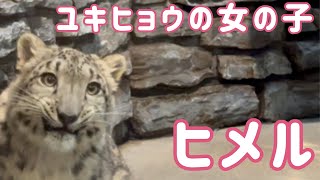 ガラス前で遊ぶユキヒョウのヒメル＠いしかわ動物園