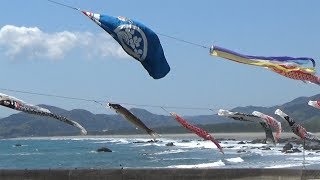 水平線に向かって泳ぐこいのぼり　高知県黒潮町