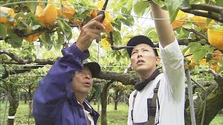 新たな形のナシ農園を目指す！コロナ禍で始めた4代目の挑戦