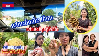 Cambodia Trip 🇰🇭2023 🇰🇭 Ep# 28 || ទៅបេះដំណាំនៅចំការ ទៅលេងមិត្តភក្តិម៉ាក់ប៉ា | Harvest Fruits At Farm