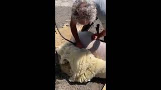 Most Amazing Sheep shearing[Amazing[Bizarre \u0026 Weird-MEGAZONE-MEGAZADA]