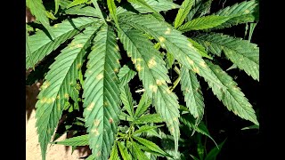 Identifying and Treating Cannabis Diseases #5:   Downy Mildew