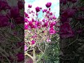 magnolia bloom at auckland botanical garden magnolia bitanicalgarden auckland