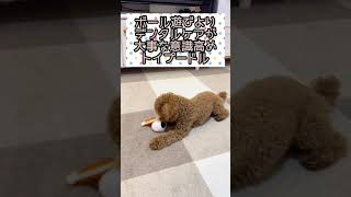 【トイプードル】ボール遊びよりデンタルケアが大事な意識高めの犬【#short】