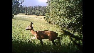 Fotopułapka w lesie #12 - Koziołek i sarna