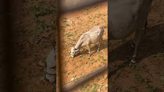 ఆవు లక్ష్మీదేవి #cattle #cow #pets #animals #puppy #animal #trending #shortvideo