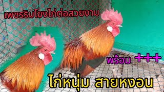 รีวิวไก่ต่อ ไก่หนุ่มสายหงอน ขูขาว ต้างเปิด หงอนกดหน้าหลัง พร้อมเสียงขัน  #เพชรริมโขงไก่ต่อสวยงาม