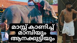 മാമ്പിയും അക്കാവിള ആനക്കുട്ടിയും തുറവൂരിലെ മണ്ണില്‍..| Maambi Mahout_Elephant video.