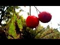 Wild Food Foraging- Hawthorn- Great for the Heart!