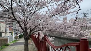 大岡川桜まつり🌸2024.4.6/横浜桜木町から白金人道橋まで歩く/Yokohama Ooka River famous sakura viewing spot