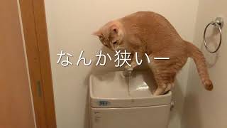 水遊びをしたがる猫シナモン The  cat who wants to play water Cinnamon