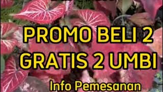 JUAL KELADI SUPER PROMO || 🔥 Jual Caladium Cantik dan Murah 18 Des 22 #caladium #jualcaladium