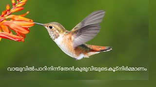 #Amazing #Nestbuild #Feeding #Hummingbird തേൻ കുരുവിയുടെ കൂട് നിർമ്മാണം