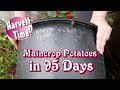 Picasso Maincrop Potatoes in 95 Days. After Blight. Potato Reveal | Allotment Growing Enplotment