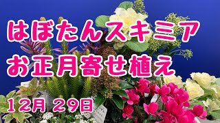 お正月の寄せ植えスキミア使って冬中楽しめるよ！　#プランツギャザリング