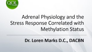Adrenal Physiology and the Stress Response Correlated with Methylation Status
