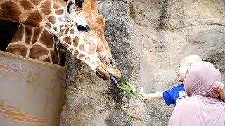 Dreamnight at Taronga Zoo