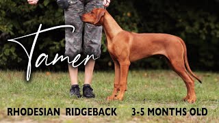 Tamer - rhodesian ridgeback puppy