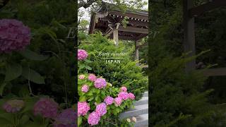 初夏の風景　Early summer scenery in Japan #shorts #flowers #紫陽花