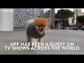 say hello to jiff the internet’s cutest dog house beautiful