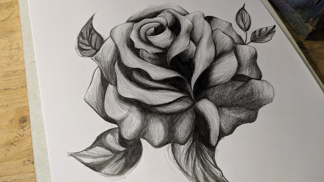 Como Dibujar Una Rosa Paso A Paso A Lapiz