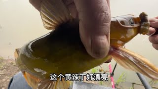 流水和静水交界处 钓的都是大黄辣丁···