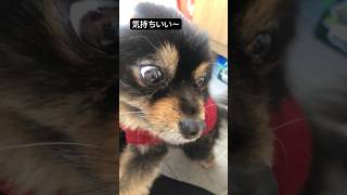 ポメラニアンのザック君頭撫でられて気持ち良さそうやな！ #かわいい犬 #dog #ポメ #ポメちゃん #子犬 #ポメラニアン #犬のいる暮らし #shorts