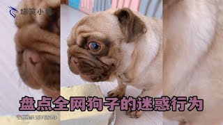 盘点狗子名场面:沙雕狗子迷惑行为大赏，看一遍笑一遍