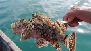 One of the most dangerous fish because of its spines..(Black Scorpionfish) #SHORTBETA