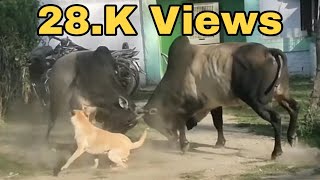 जब हुई दो सांडो के बीच जोरदार लड़ाई देखकर मज़ा आ जायेगा. bull fight