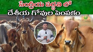 సేంద్రీయ పద్ధతి లో దేశీయ గోవుల పెంపకం | Organic goshala | dinakhar | Deerghaayush from nature