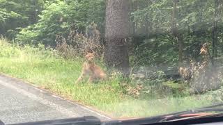 Schlauer Luchs! Bei Ilmenau vorbildich die Straße überquert.